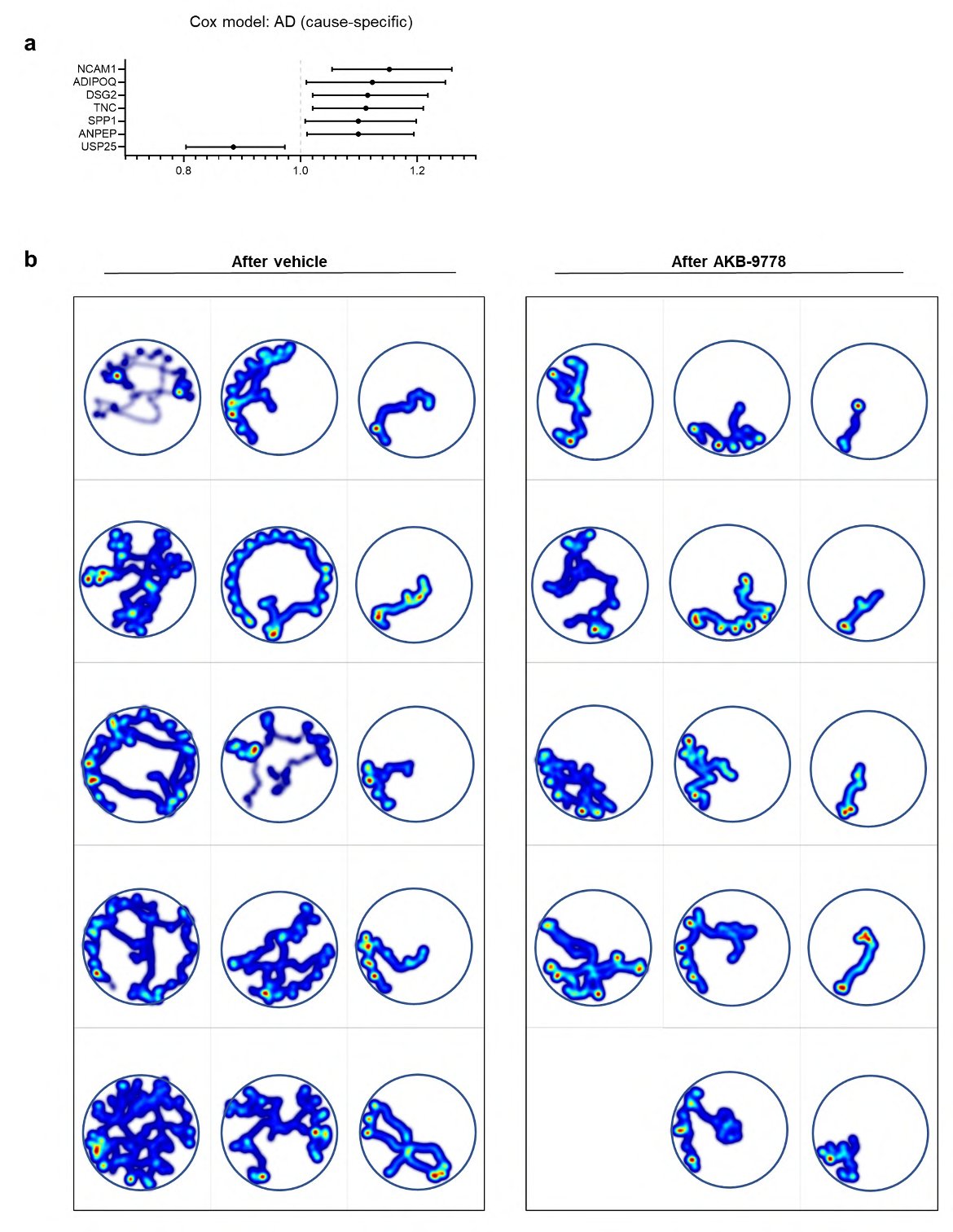 Reversible hypervascularization drives cognitive decline ...